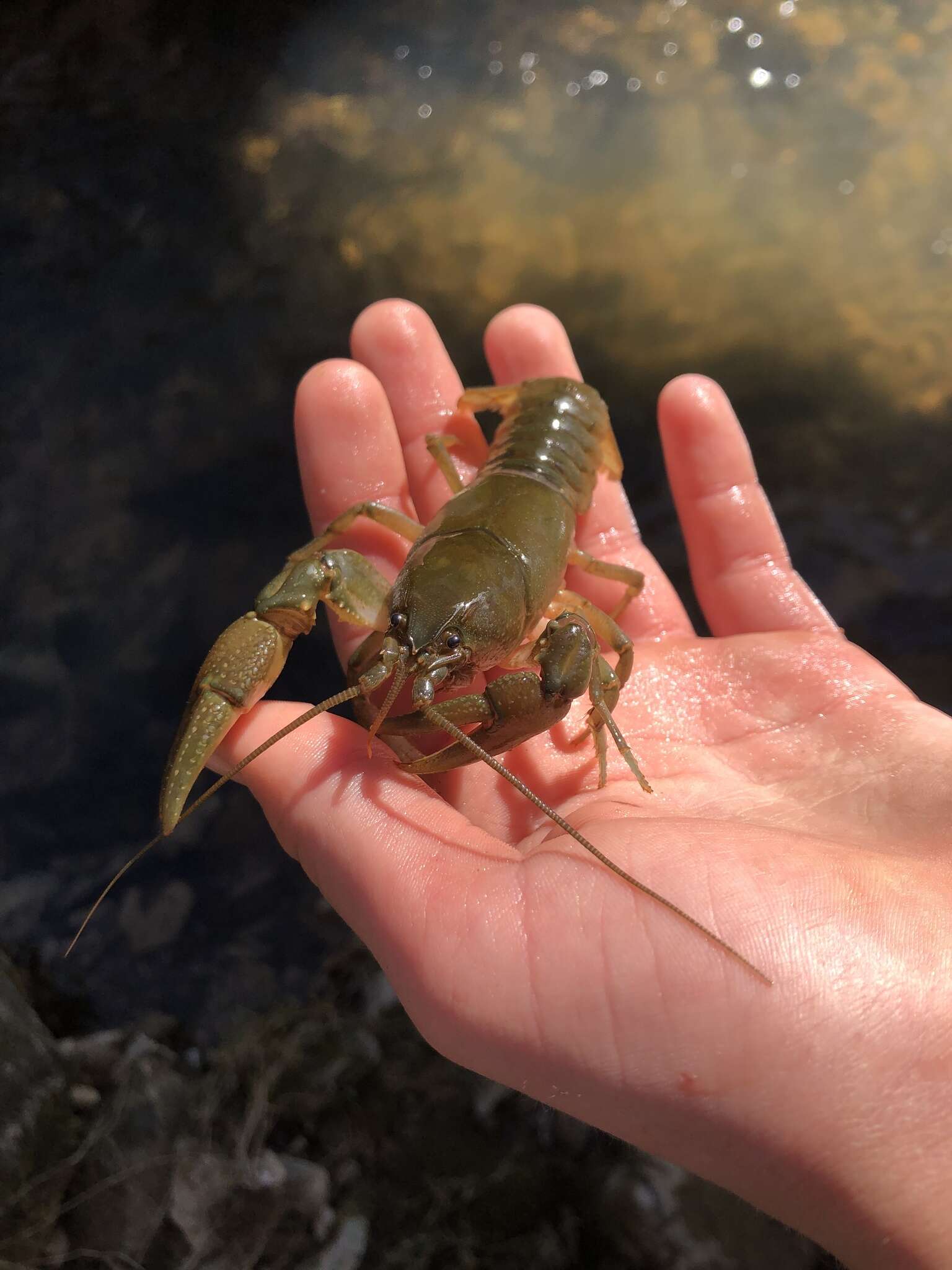 Image of Cambarus bartonii cavatus Hay 1902