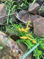 Image of Egg-shell Slime Mould