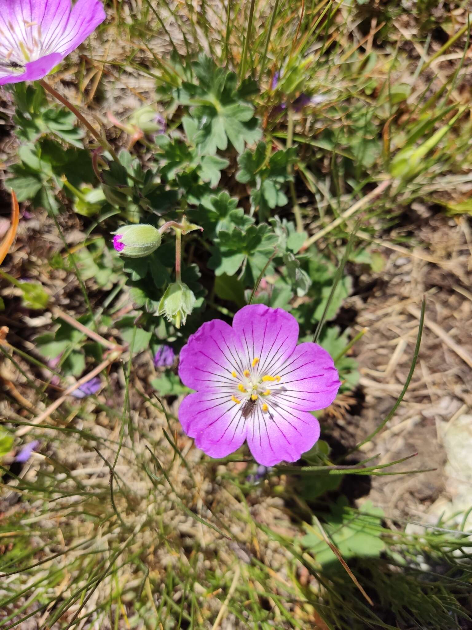 Image of Geranium lazicum (Woronow) Aedo