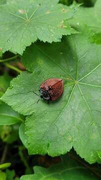 Image of Cyrtonota textilis (Boheman 1850)