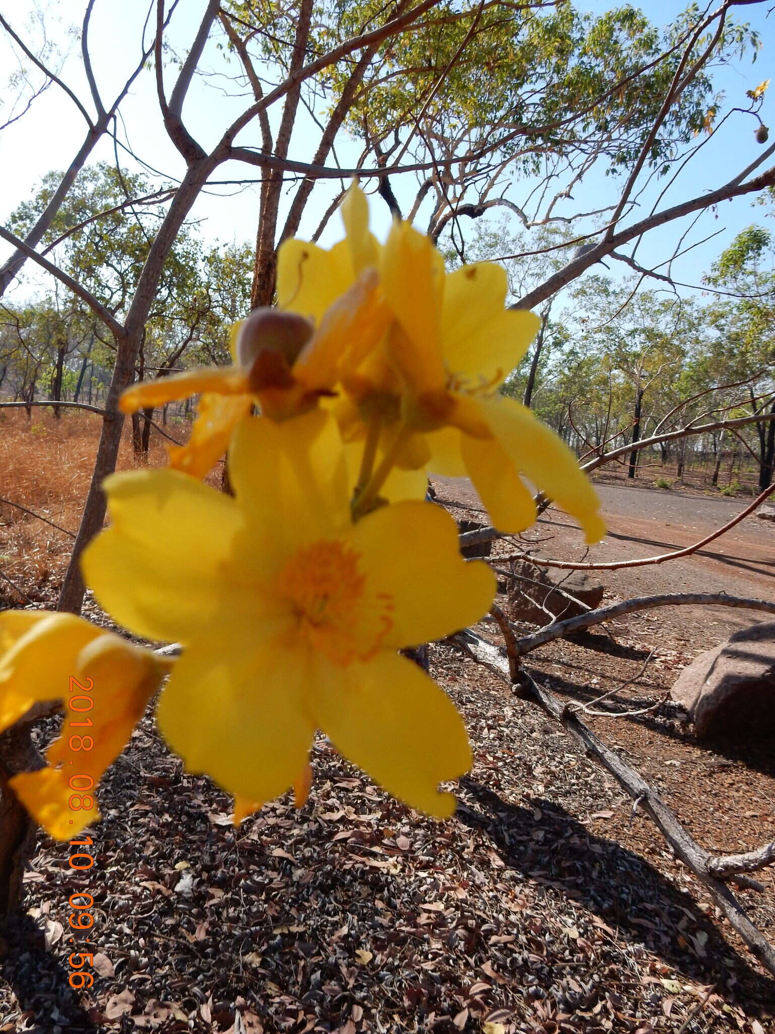 Imagem de Cochlospermum fraseri Planch.