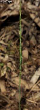 صورة Aegilops sharonensis Eig