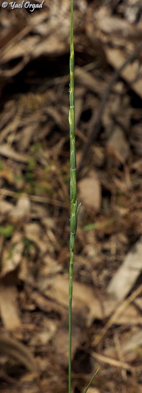 Plancia ëd Aegilops sharonensis Eig