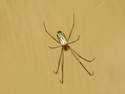 Image of Leucauge argyra (Walckenaer 1841)