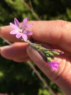 Image de Epilobium brachycarpum Presl