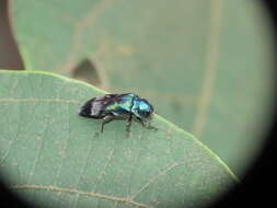 Coraebus hastanus ephippiatus Théry 1938 resmi