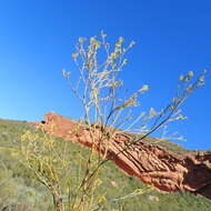 Image of Thesium strictum P. J. Berg.