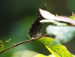 Image of Morpho deidamia Hübner 1816