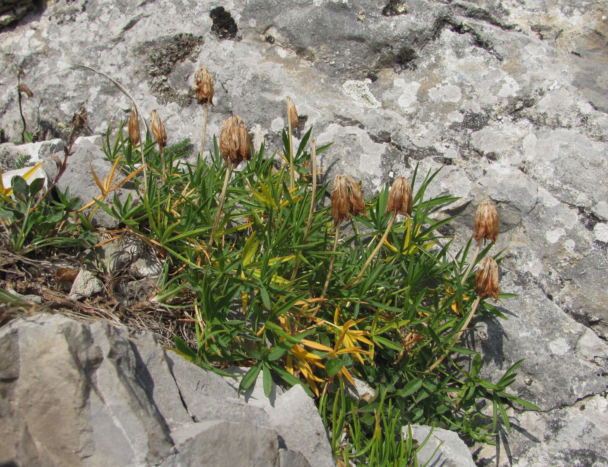 Слика од Trifolium polyphyllum (C. A. Mey.) Latsch.