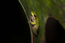 Image of Green Reed Frog