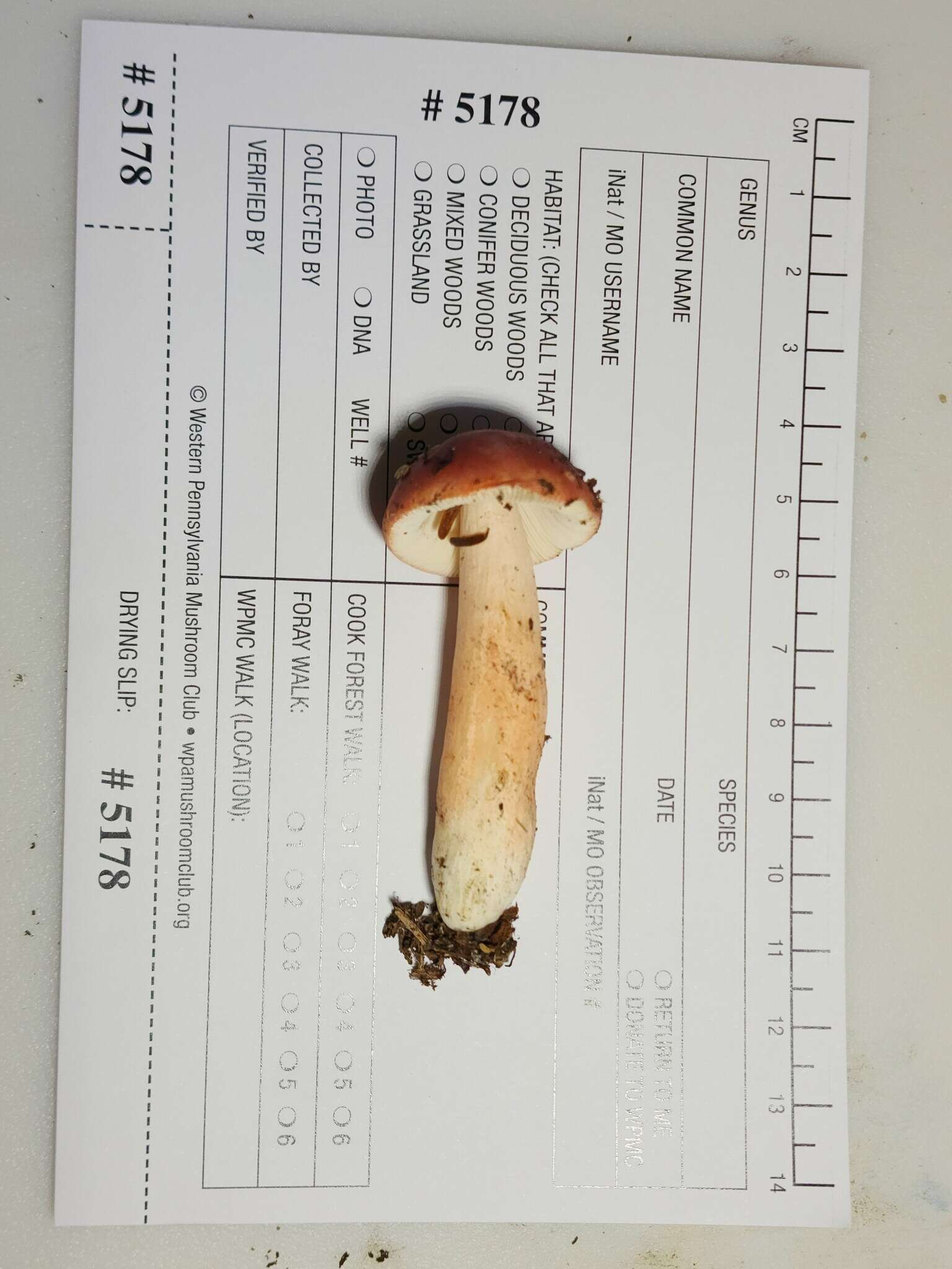 Image of Russula peckii Singer 1943