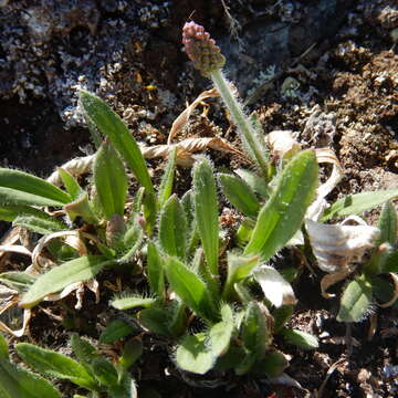 Image of gray pubescent plantain