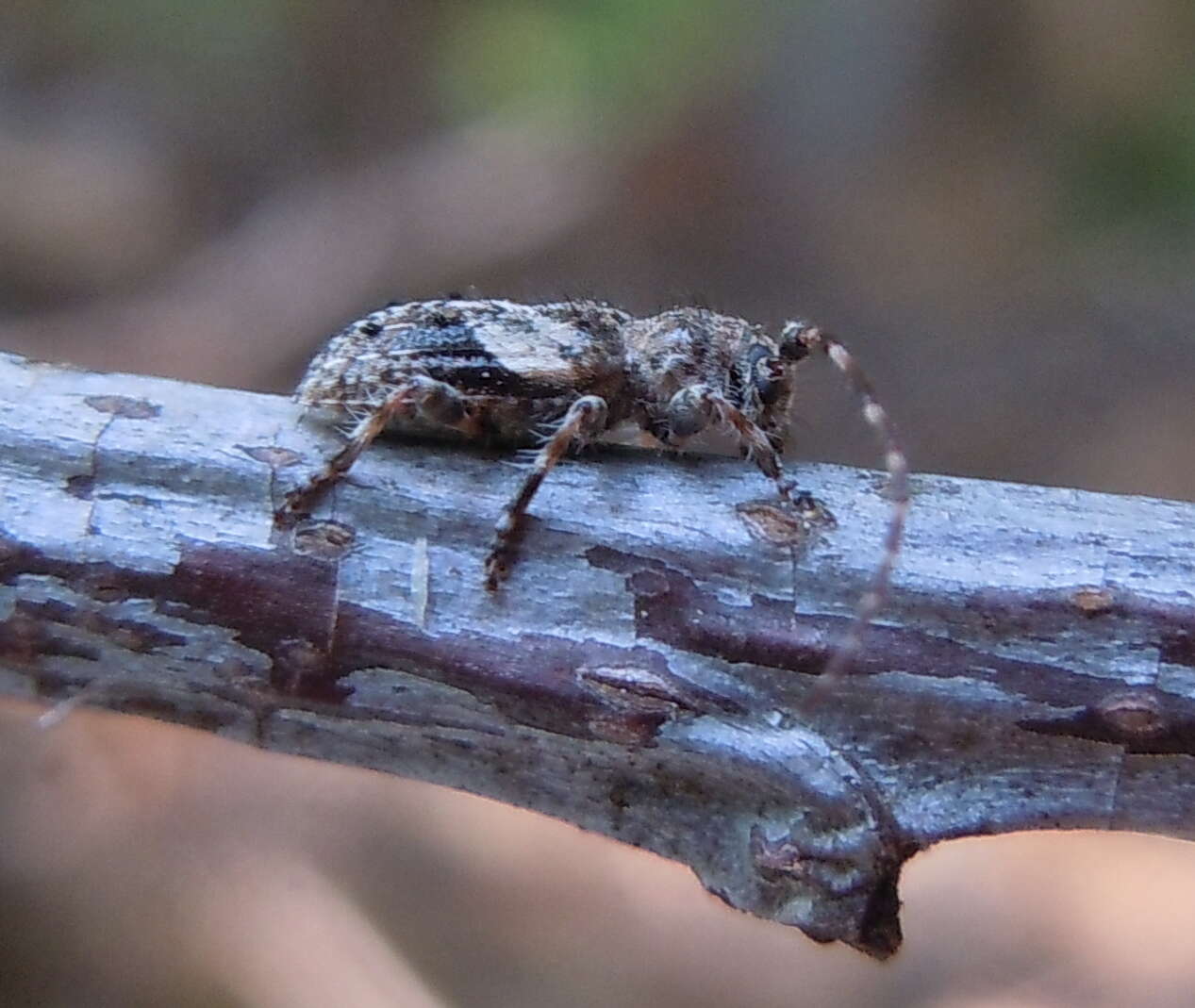 Image of Pogonocherus decoratus Fairmaire 1855