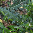 Image of Cirsium brevicaule A. Gray