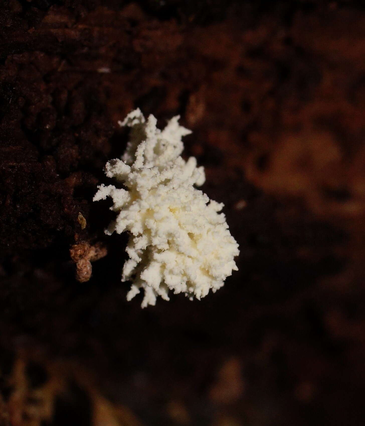 Image of <i>Cordyceps tenuipes</i>