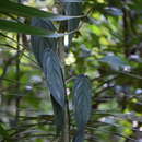 Philodendron hopkinsianum M. L. Soares & Mayo resmi