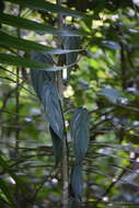 Image of Philodendron hopkinsianum M. L. Soares & Mayo