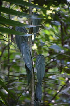 Philodendron hopkinsianum M. L. Soares & Mayo resmi