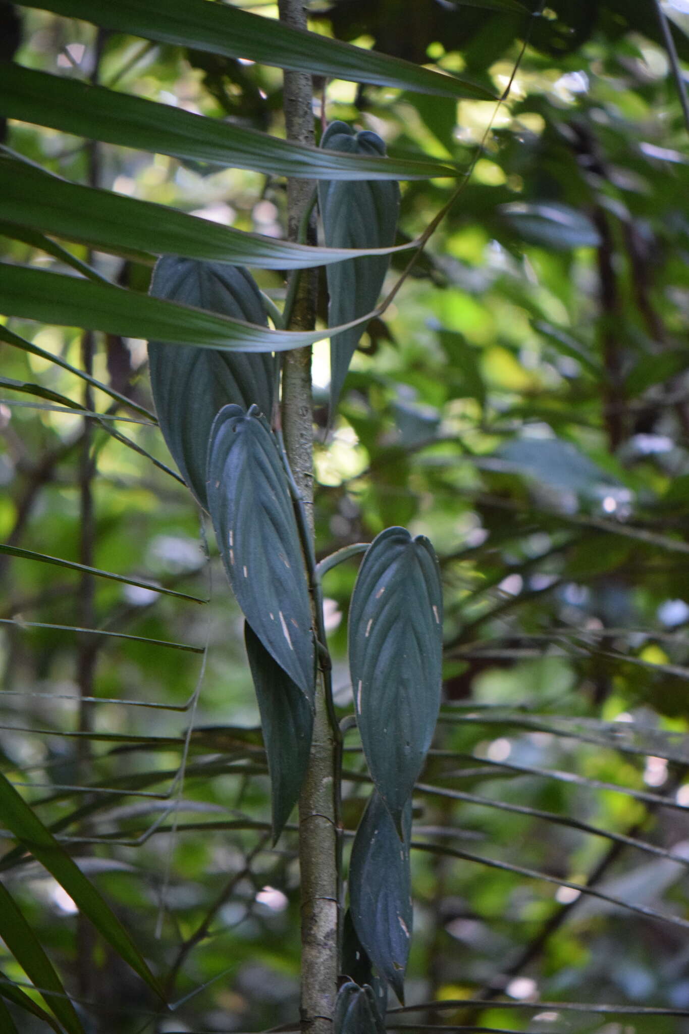 Philodendron hopkinsianum M. L. Soares & Mayo的圖片