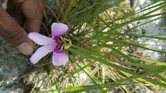 Image of Cynorkis uniflora Lindl.