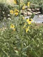 Image of Verbascum galilaeum Boiss.