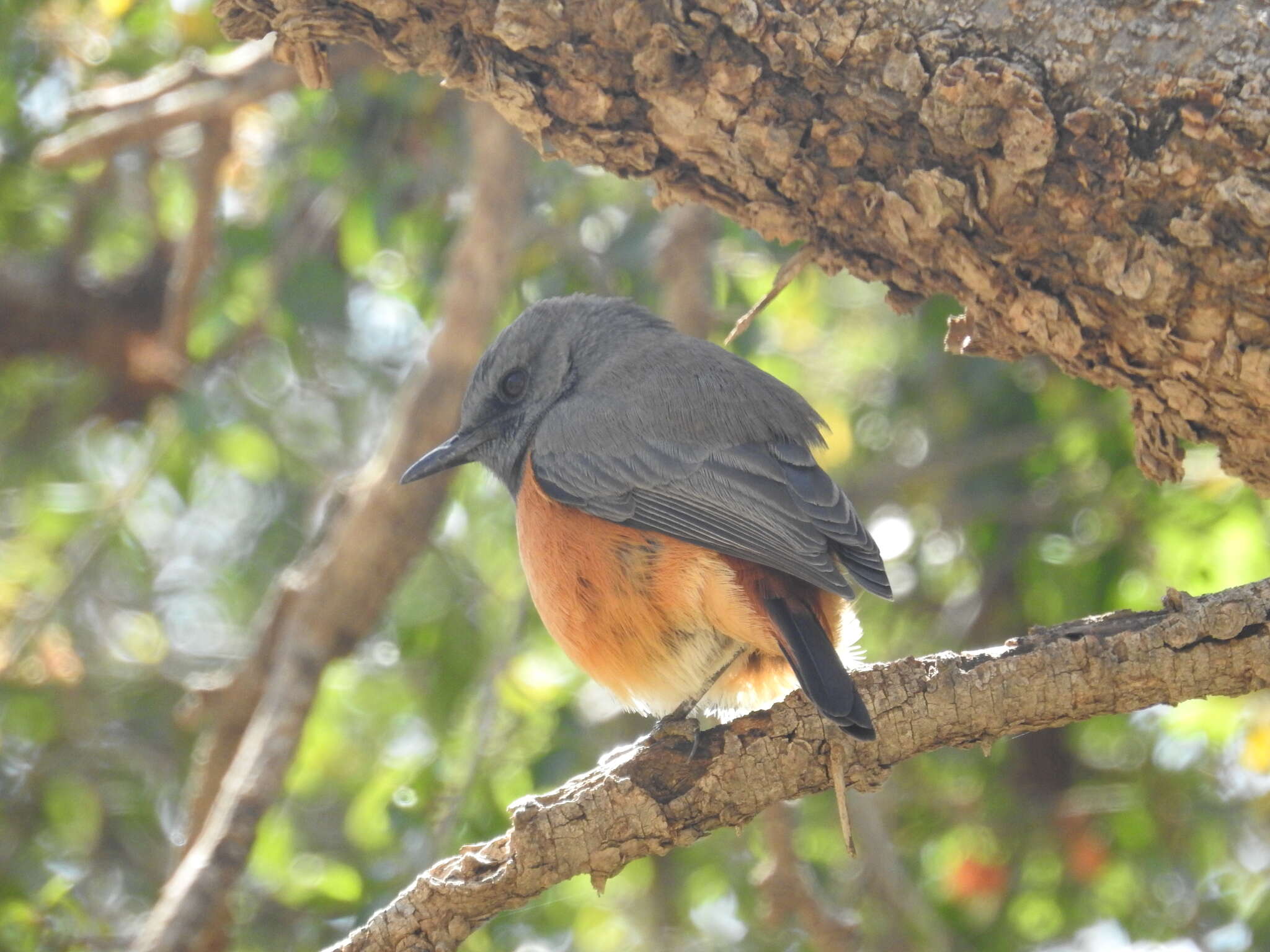 Plancia ëd Monticola rufocinereus (Rüppell 1837)