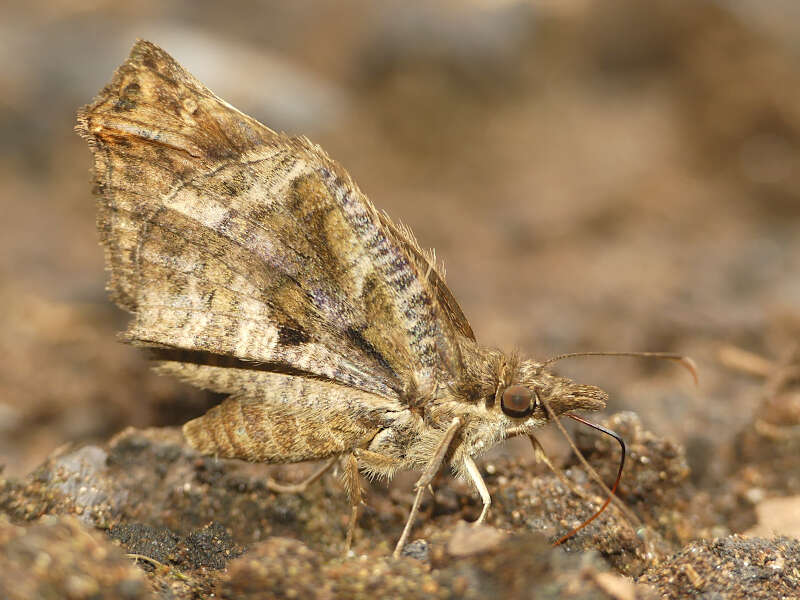 Image of Anisochoria sublimbata Mabille 1883