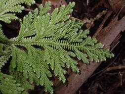 Image of Selaginella hordeiformis Bak.