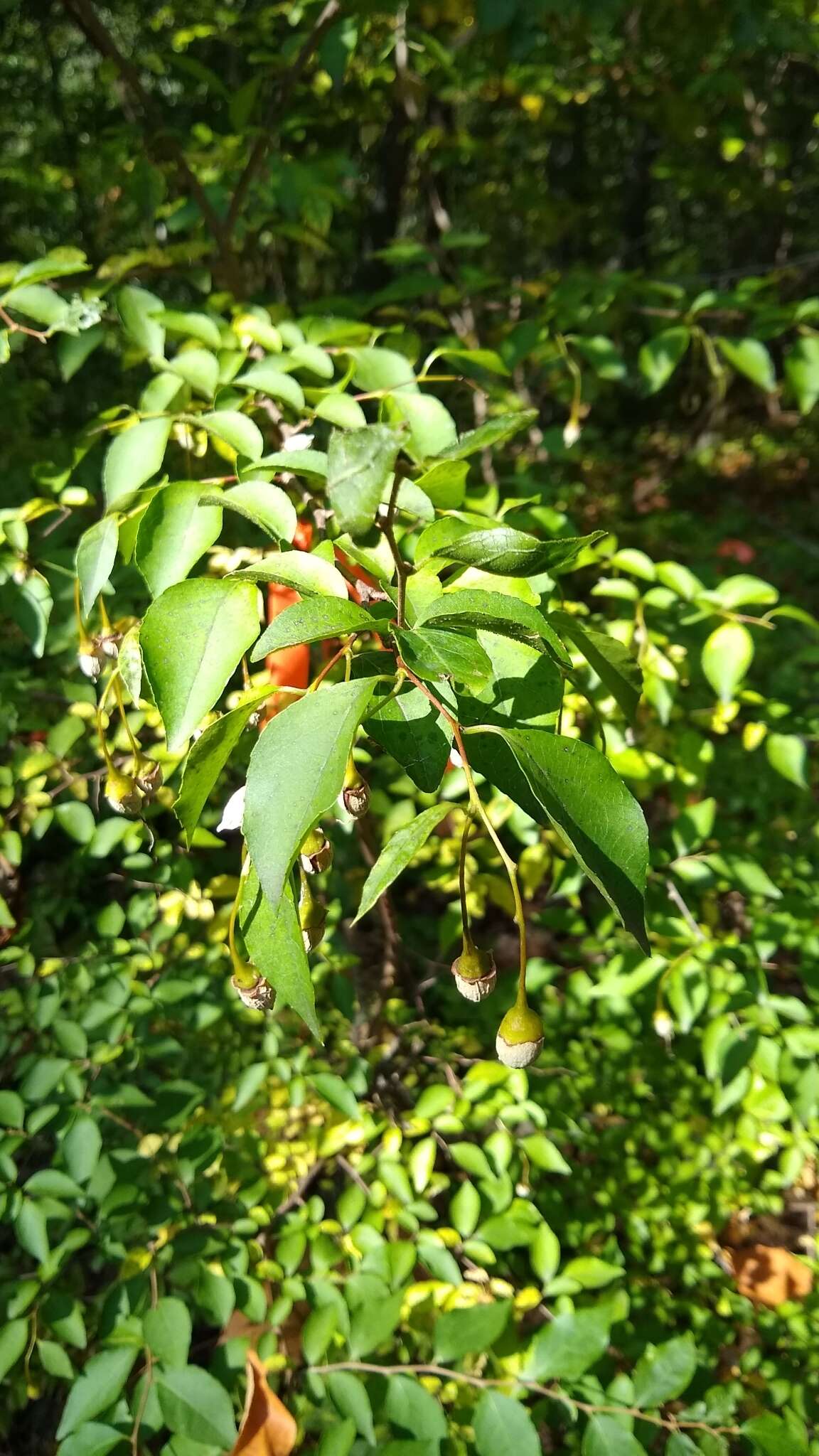 Image of Japanese snowbell