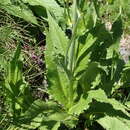 Image of Knautia basaltica Chassagne & Szabo