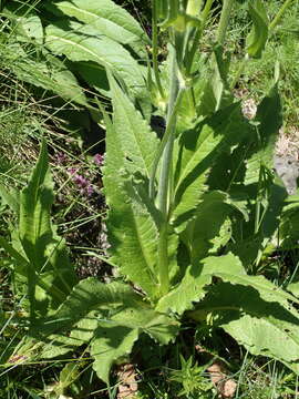 Image of Knautia basaltica Chassagne & Szabo