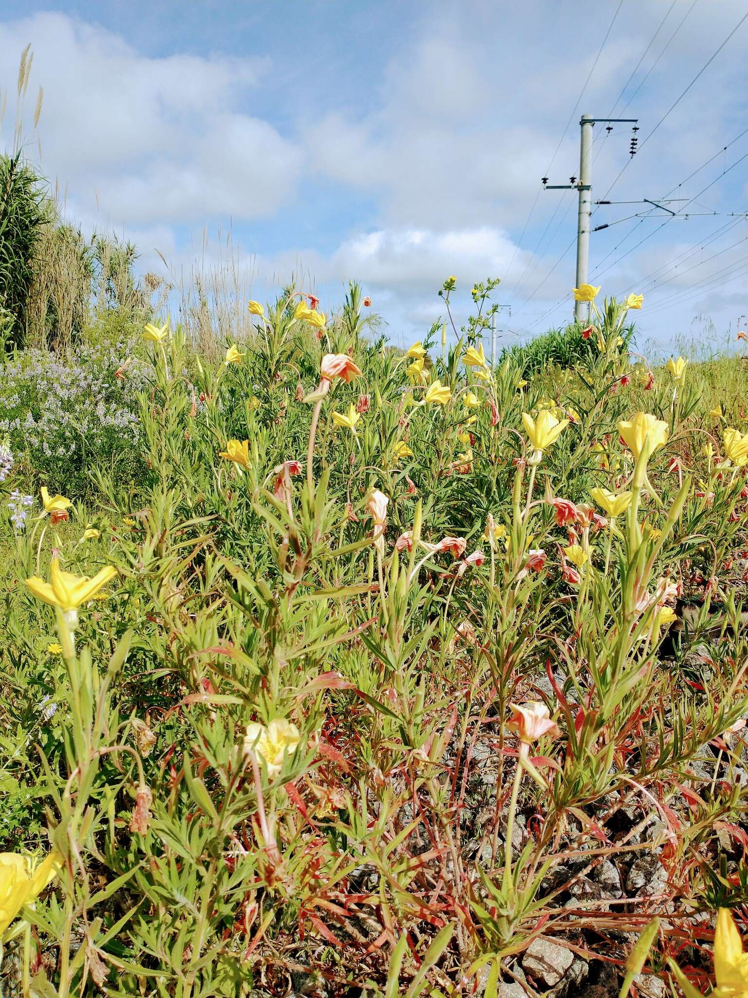 Oenothera affinis Camb. resmi