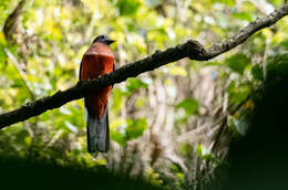 Image de Trogon des Philippines