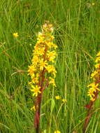 Image of Ligularia subsagittata Pojark.