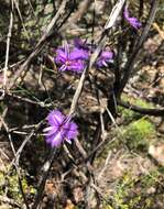 Слика од Thysanotus racemoides Sirisena, T. D. Macfarl. & Conran