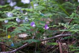 Слика од Lathyrus torreyi A. Gray