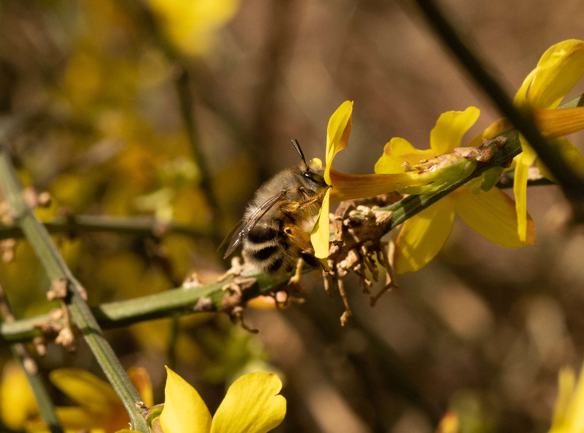 Image of Anthophora melanognatha Cockerell 1911