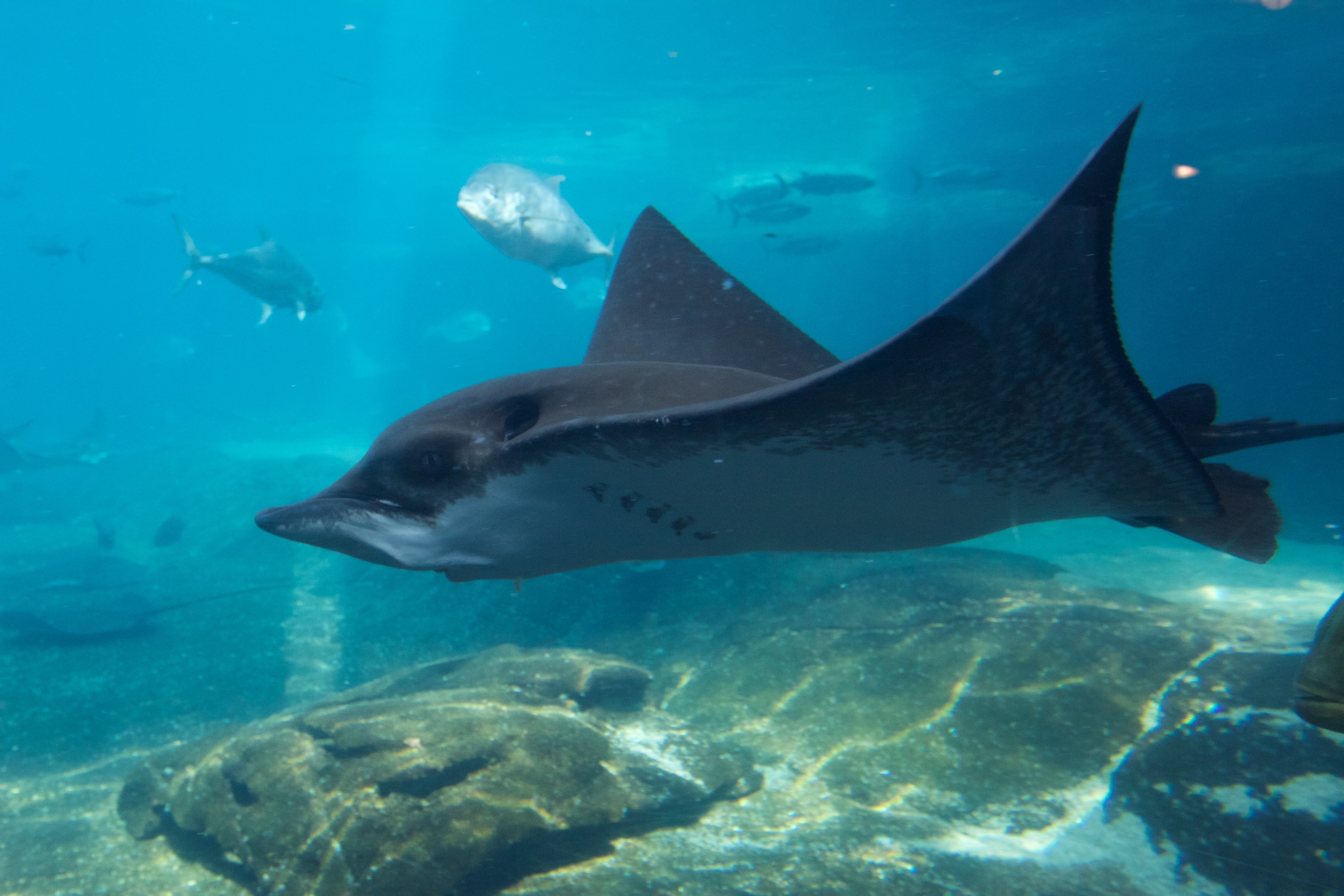 Image of Common Eagle Ray