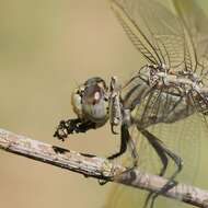 Image of Orthetrum caledonicum (Brauer 1865)