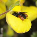 Image of Chalepogenus rufipes Roig-Alsina 1999