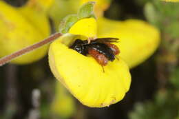 Image de Chalepogenus rufipes Roig-Alsina 1999