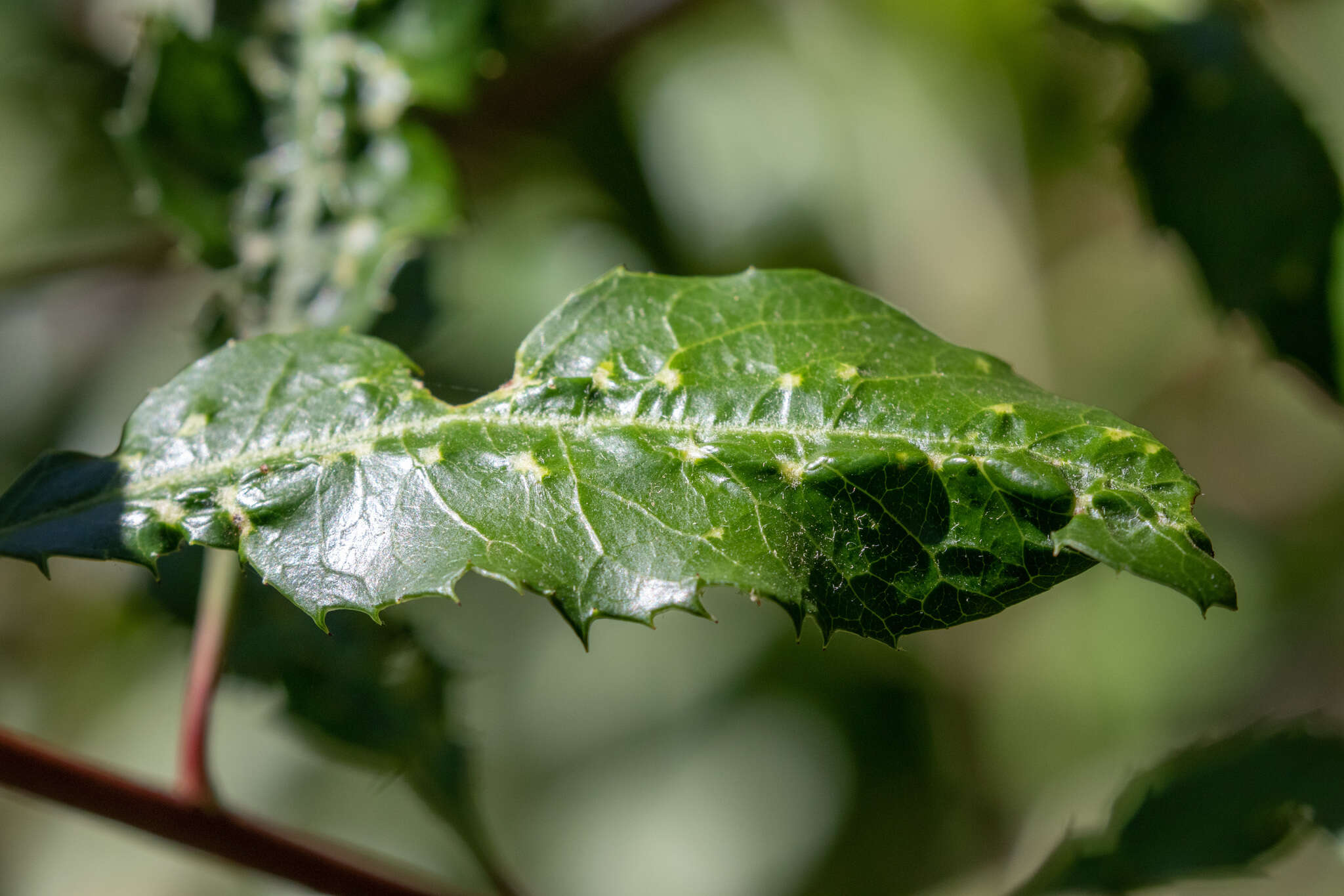 Image of Liothrips (Liothrips) ilex (Moulton 1907)