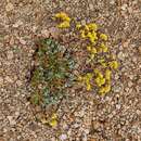 Eriogonum umbellatum var. covillei (Small) Munz & Reveal的圖片