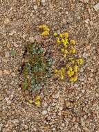 Image of sulphur-flower buckwheat