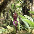 Imagem de Masdevallia heteroptera Rchb. fil.