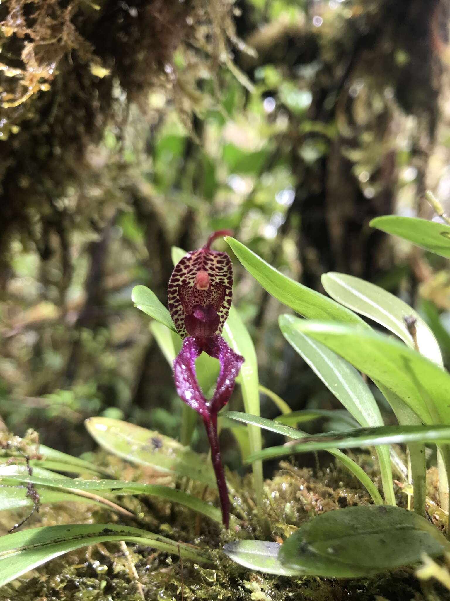 Image of Masdevallia heteroptera Rchb. fil.