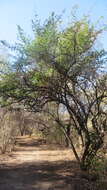 Image of Erythroxylum mexicanum Kunth