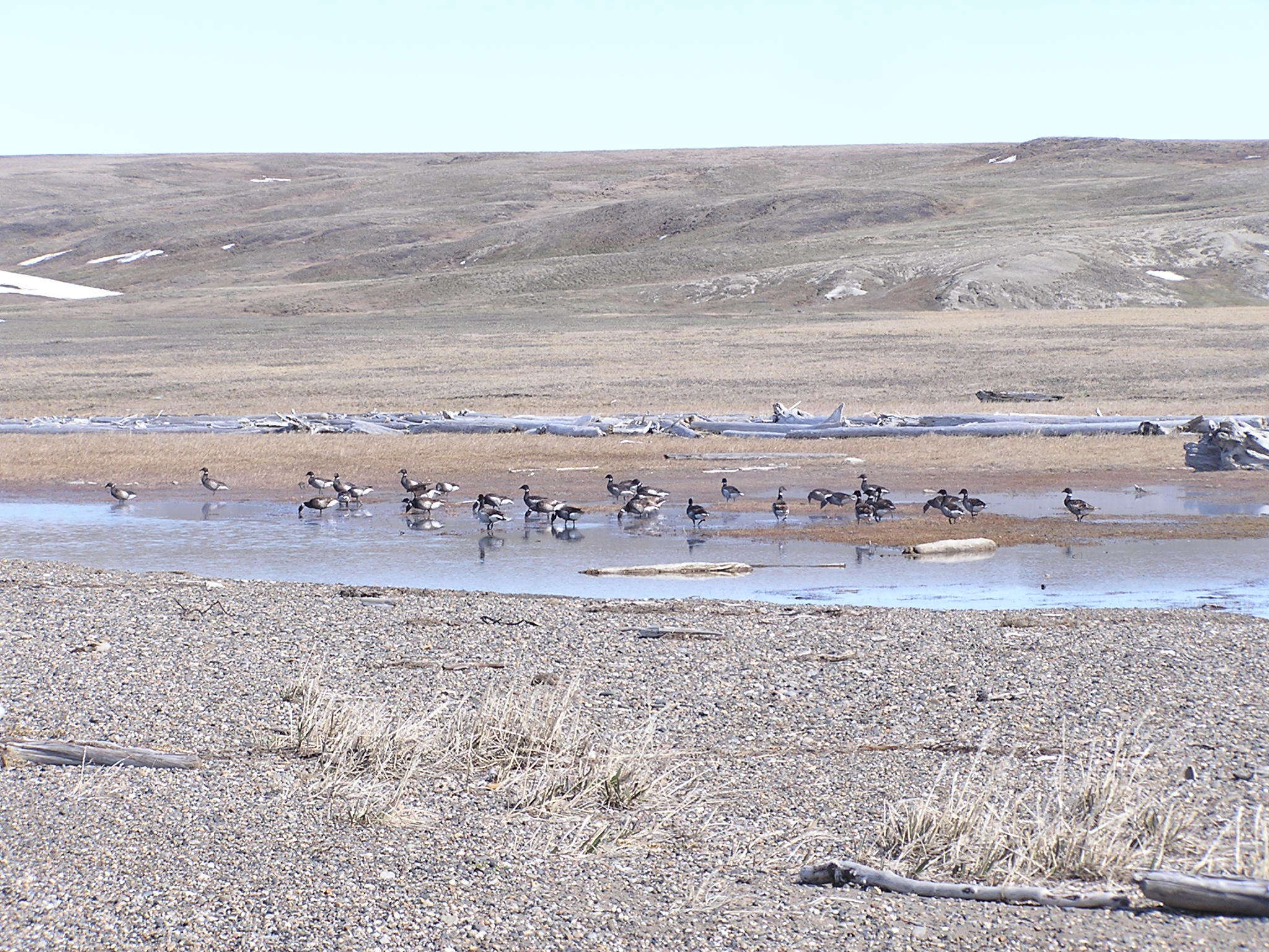 صورة Branta bernicla nigricans (Lawrence 1846)