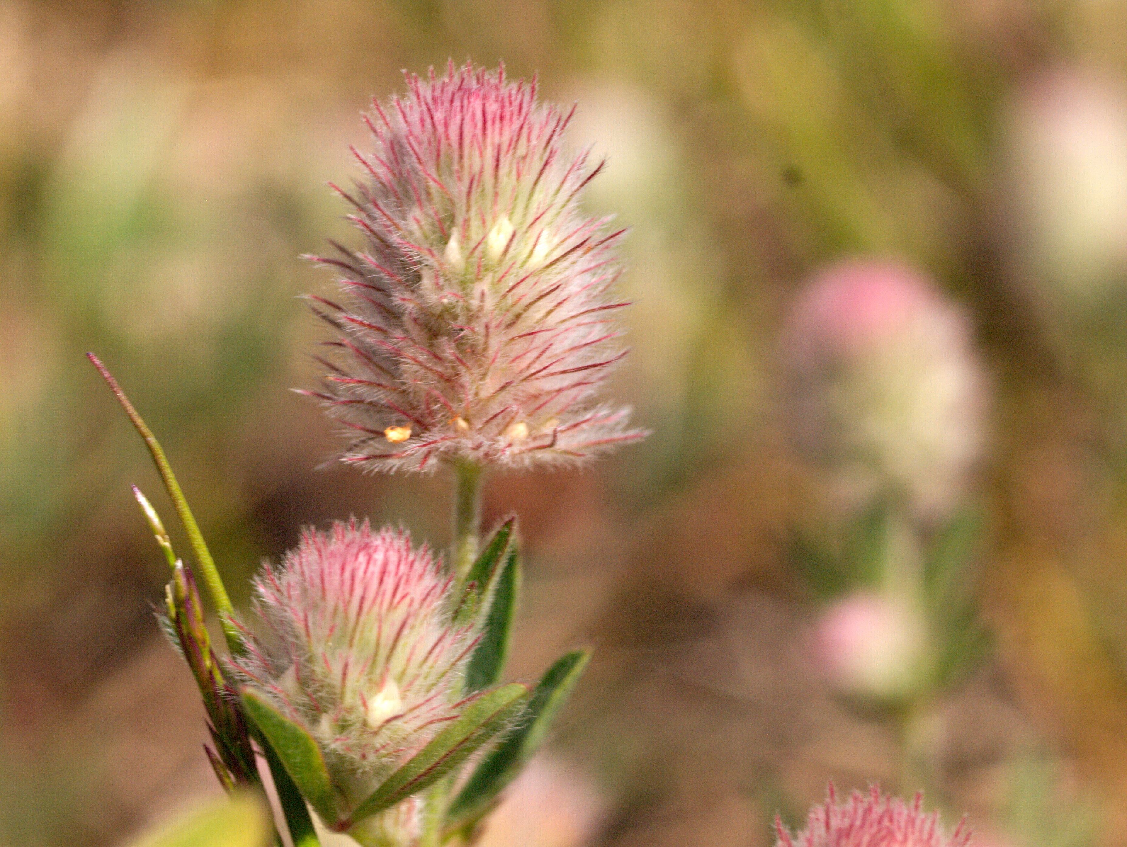 Trifolium arvense (rights holder: Isfugl)