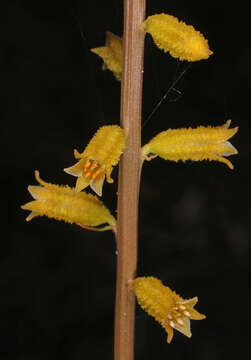 Image of yellow colicroot